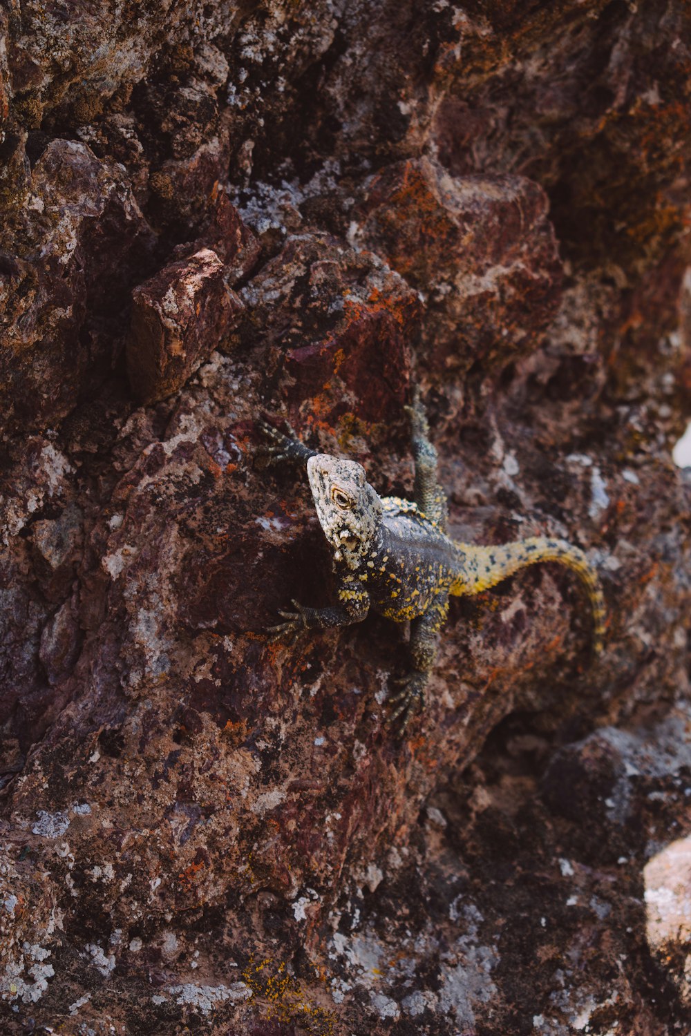 a lizard is climbing up a large rock