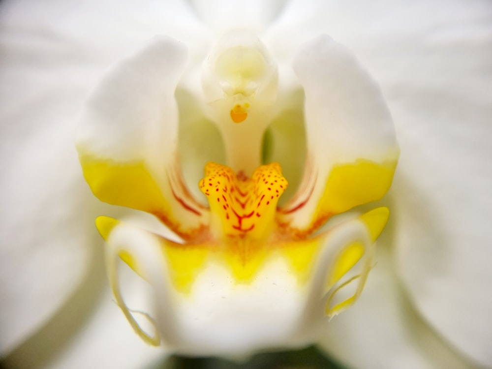 a close up of a white and yellow flower