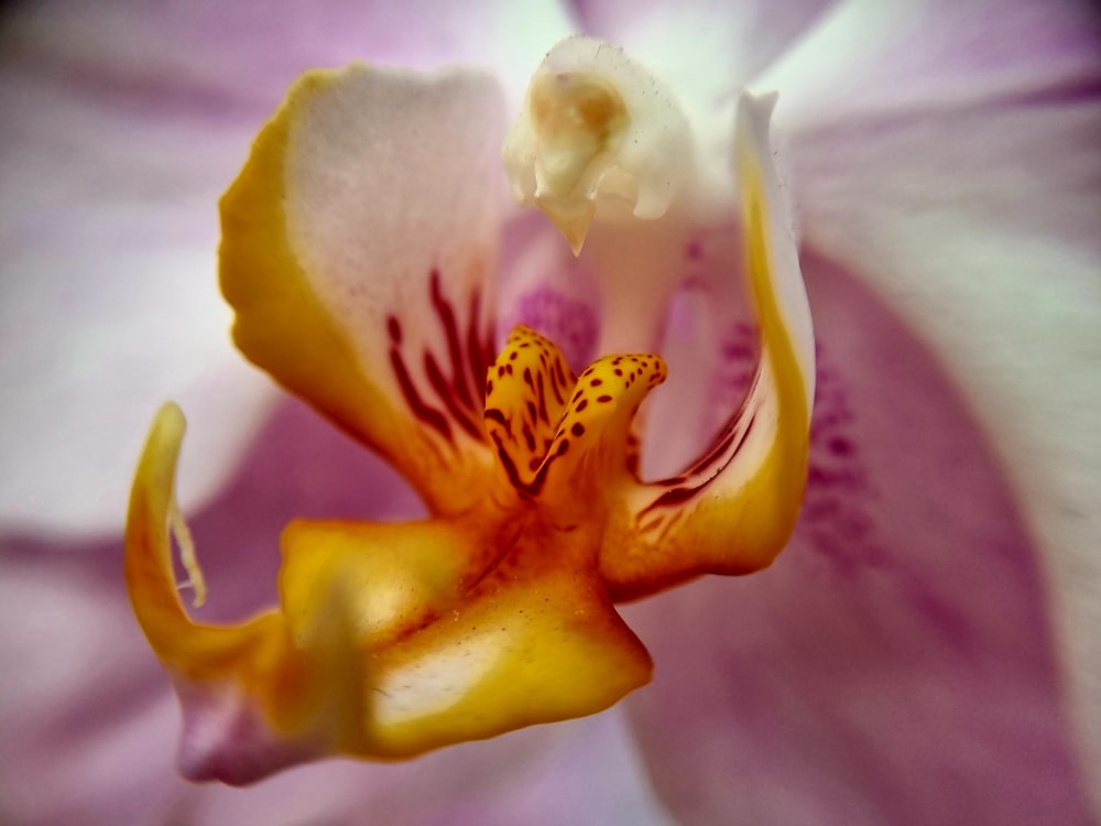 a close up of a purple and white flower