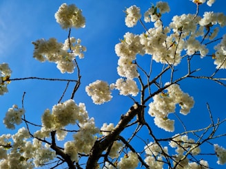 a tree with white flowers and a blue sky in the background