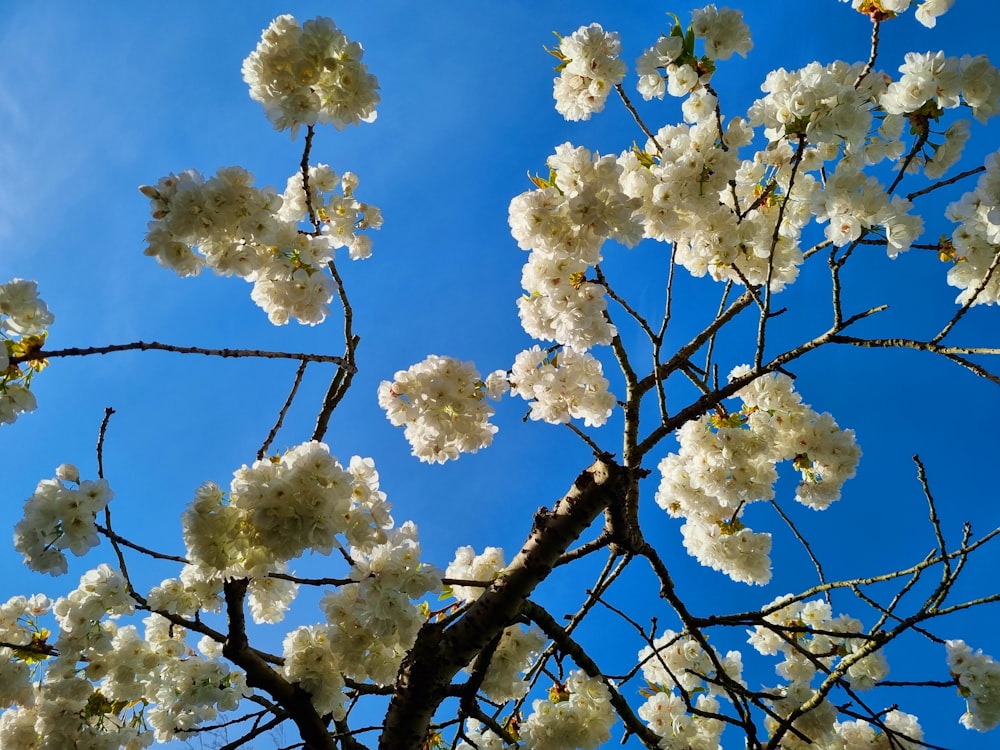 a tree with white flowers and a blue sky in the background