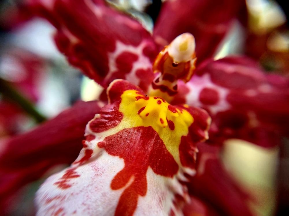 a close up of a red and white flower