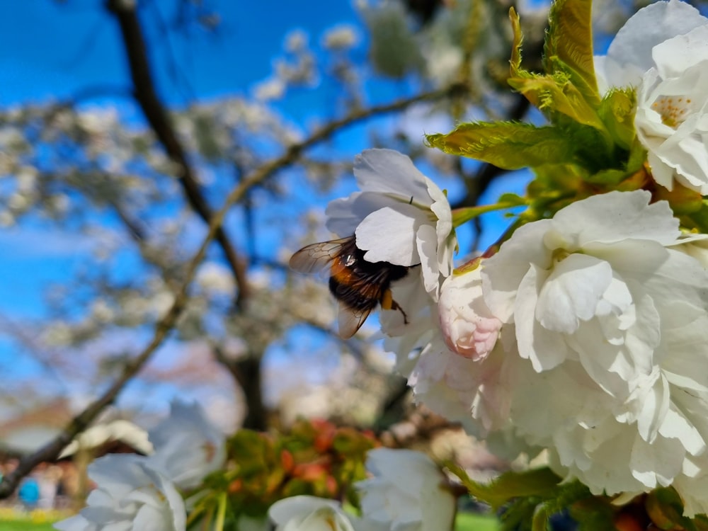 una abeja que está sentada sobre una flor
