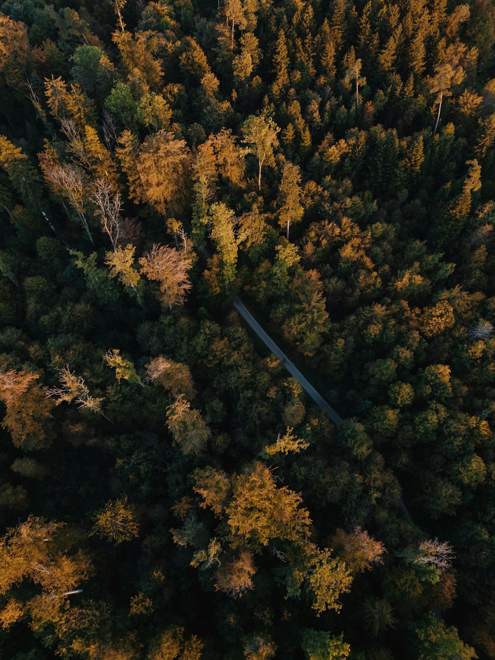 an aerial view of a forest in the fall