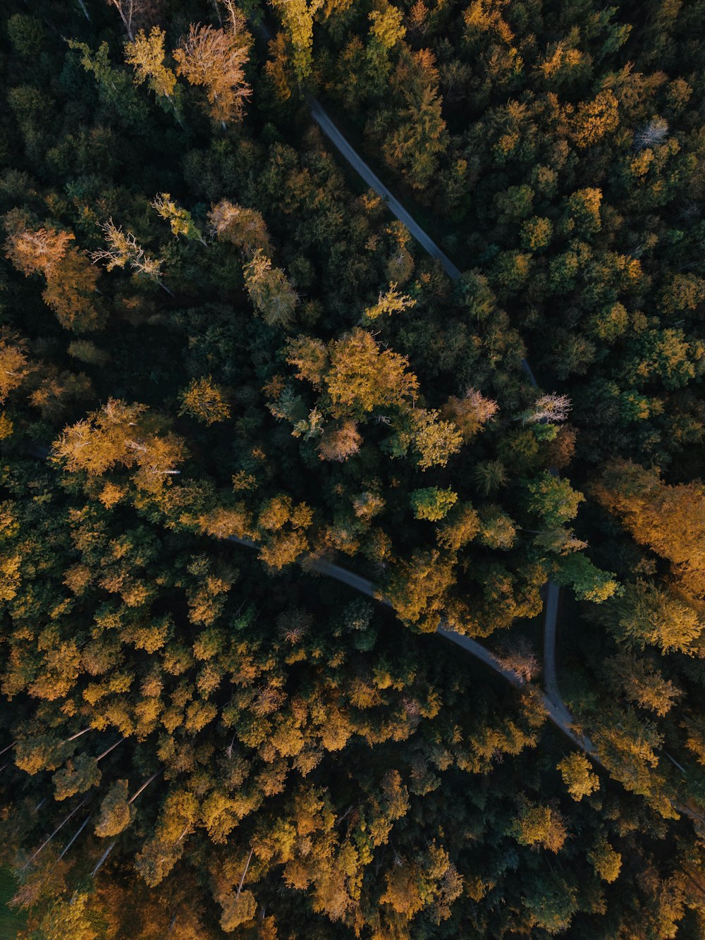 an aerial view of a road surrounded by trees