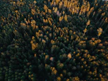 Aerial view of a protected section of the Amazon with golden sunlight filtering through the canopy