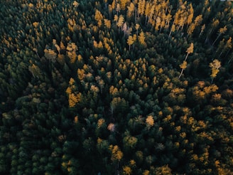 Aerial shot of a dense green forest bathed in golden sunrise light.