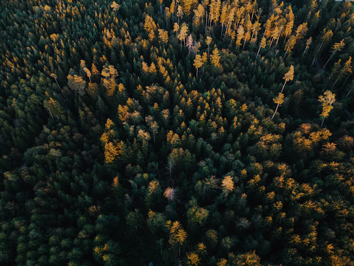 A breathtaking ultra-high-definition aerial shot of a dense forest canopy bathed in early morning light.