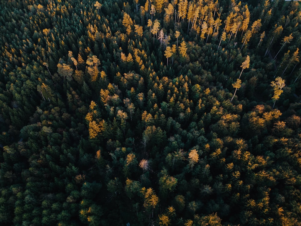 an aerial view of a forest with lots of trees