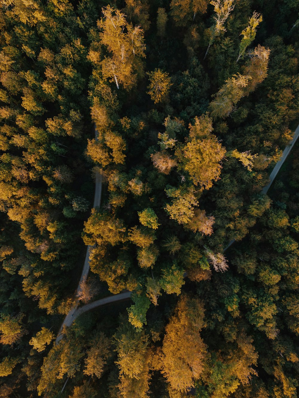 an aerial view of a road surrounded by trees