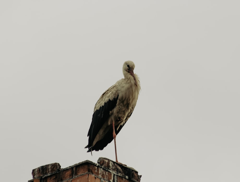 un gran pájaro sentado en la parte superior de un edificio de ladrillo