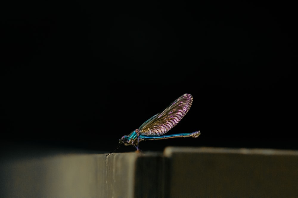 a blue and pink insect sitting on top of a wall