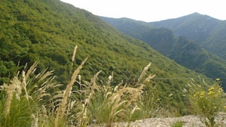 A tranquil landscape of lush greenery and mountains, inviting relaxation and connection with nature.
