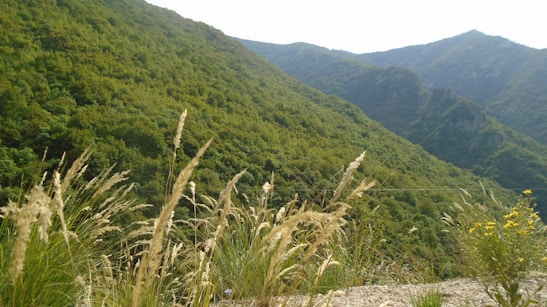 A tranquil landscape of lush greenery and mountains, inviting relaxation and connection with nature.