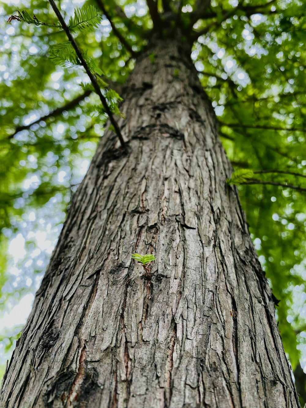 a close up of the trunk of a tree