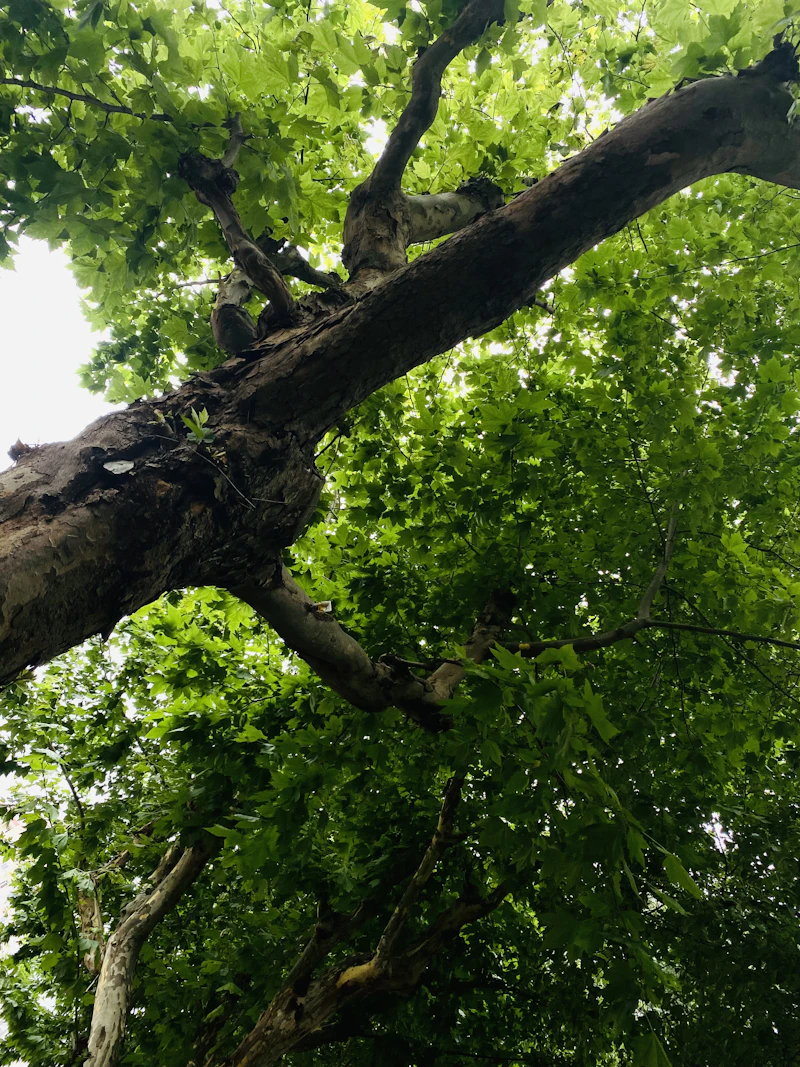 Inkaya plane tree team challenge