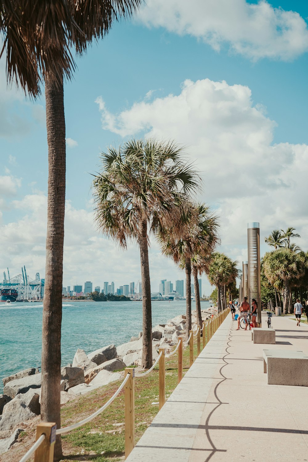 palm trees line the sidewalk along the water