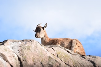 A gentle goat resting under a shady tree with soft sunlight filtering through the leaves.