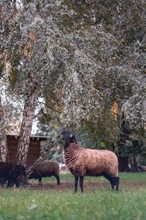 A few brown and black sheep in a green pasture, with one sheep reaching up toward the leaves of a tree. The background includes a small wooden structure and dense foliage.