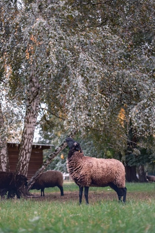 A few brown and black sheep in a green pasture, with one sheep reaching up toward the leaves of a tree. The background includes a small wooden structure and dense foliage.