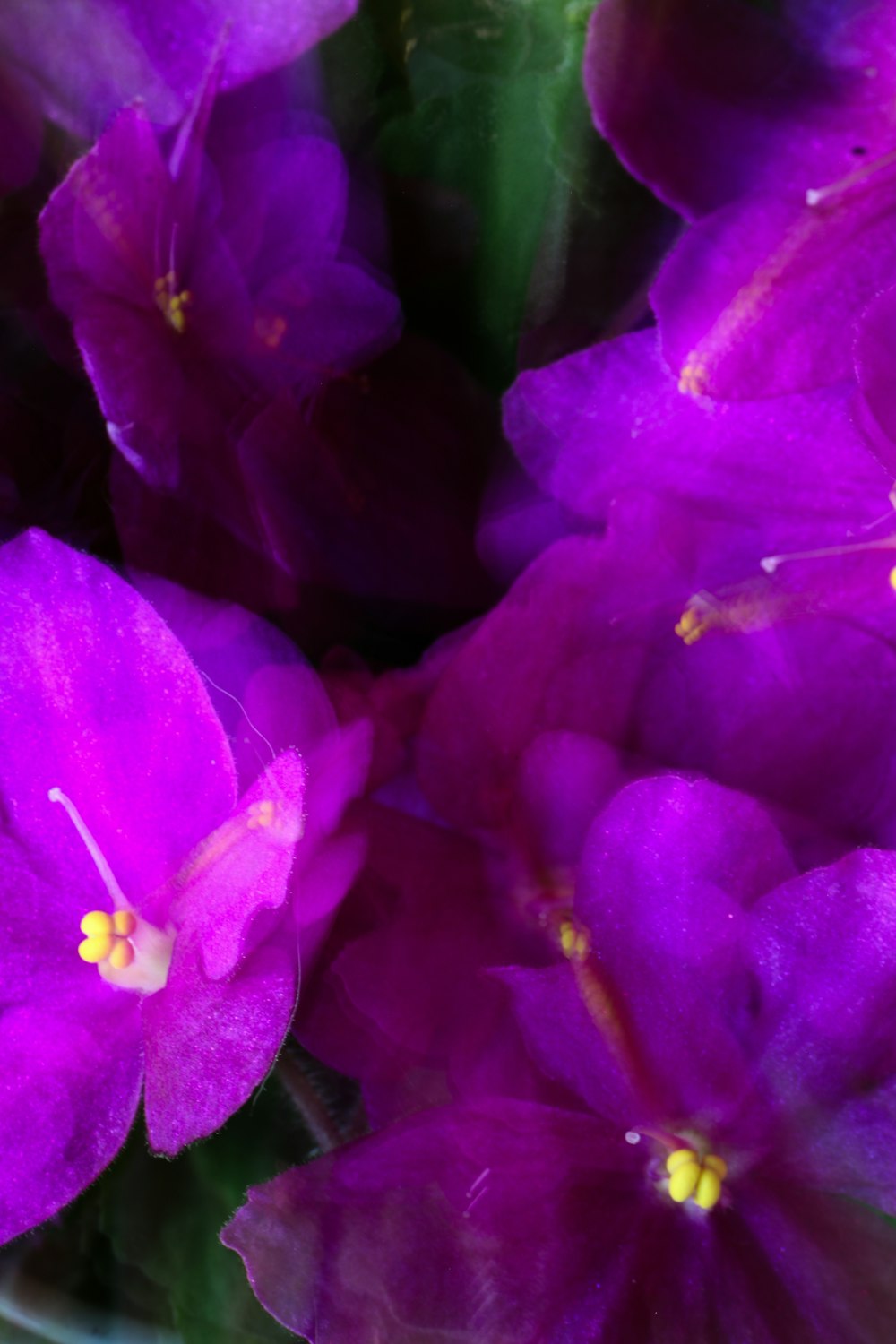 a bunch of purple flowers that are in a vase