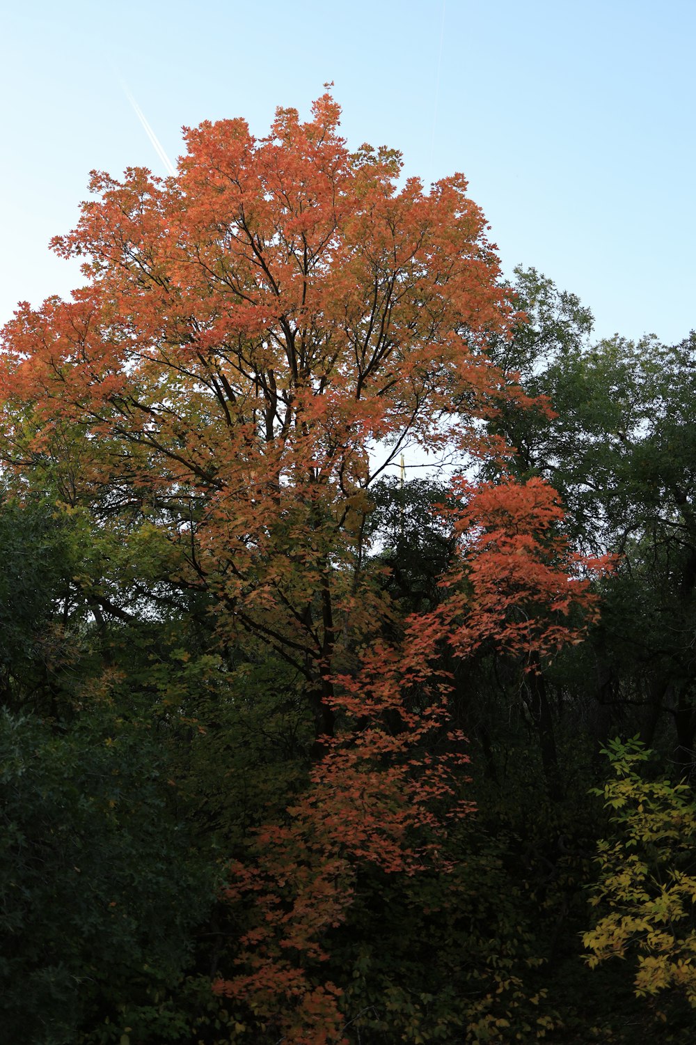 a large tree with orange leaves in a park