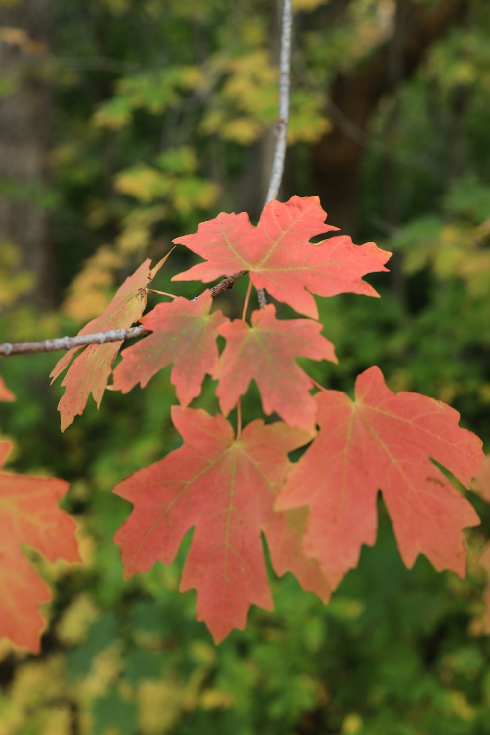 a close up of a red leaf on a tree