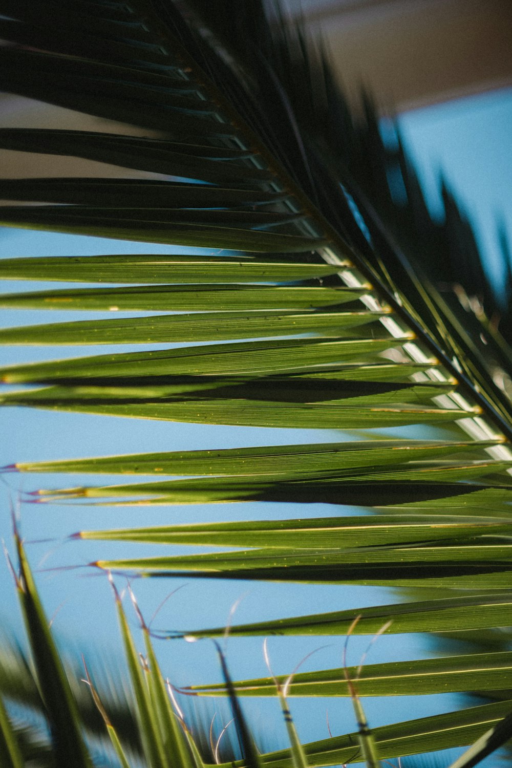 a close up of a palm leaf with a blue sky in the background