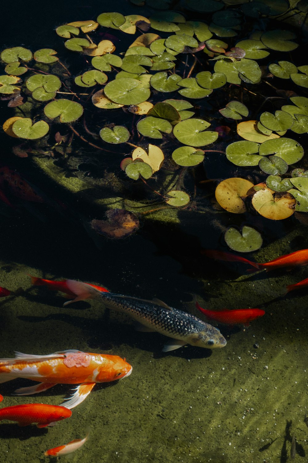 a group of fish swimming in a pond with lily pads