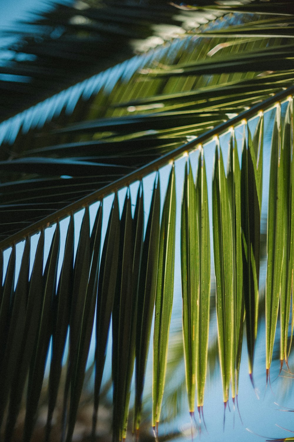 a close up of a palm leaf with water in the background