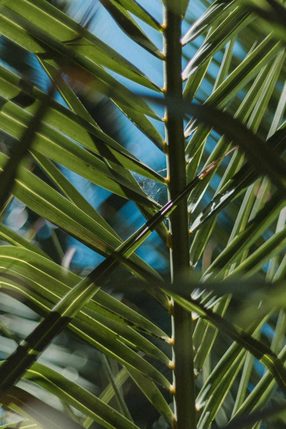 a bird is perched on a palm tree