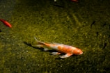 Close-up of colorful fish swimming in a clear pisciculture pond