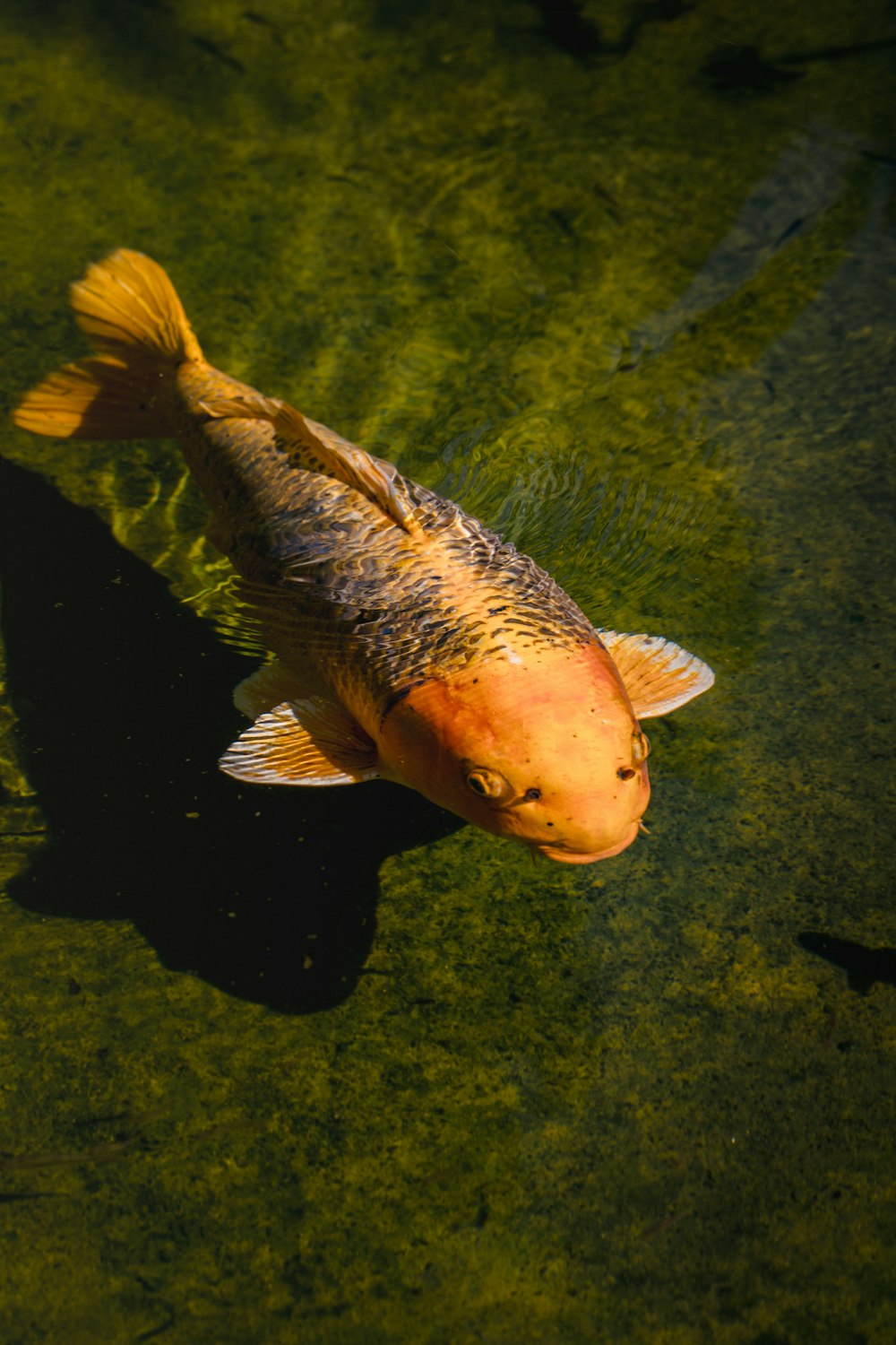 a fish that is swimming in some water