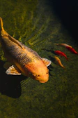 A happy customer gently holding a koi fish next to a well-maintained pond