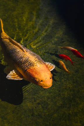 A happy customer gently holding a koi fish next to a well-maintained pond