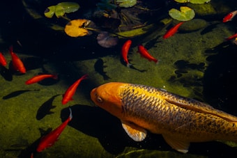 A tranquil pond setting features several koi fish swimming among lily pads. A large, golden-orange koi with a detailed scale pattern dominates the scene, surrounded by smaller red fish. The water is clear, allowing a view of dark green algae underneath, and the lighting creates vivid reflections.