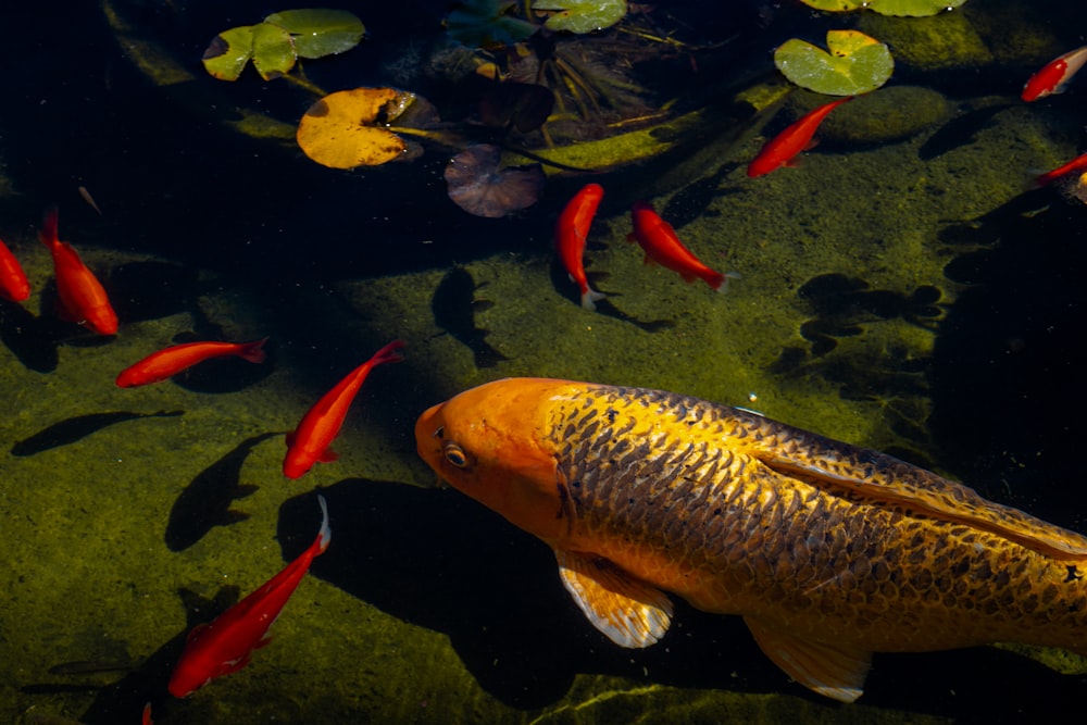 a group of fish swimming in a pond