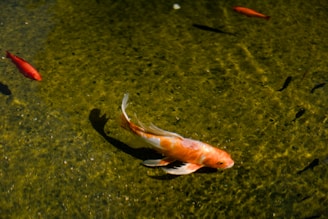 A pond with several fish swimming, including a prominent orange and white koi fish and smaller red fish against a textured green background created by the water.