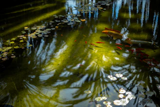 A serene koi pond with vibrant fish swimming under sunlight.