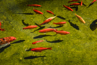 Colorful ornamental fish swimming in a clear village pond, showcasing local UMKM products.