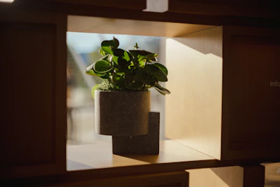 A cozy living room corner bathed in soft sunlight, featuring Gerald the brooding trailing pothos perched on a rustic wooden shelf.