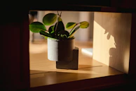 Close-up of a small indoor plant on a minimalist wooden shelf, bathed in natural light.