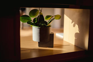 Close-up of a small indoor plant on a minimalist wooden shelf, bathed in natural light.