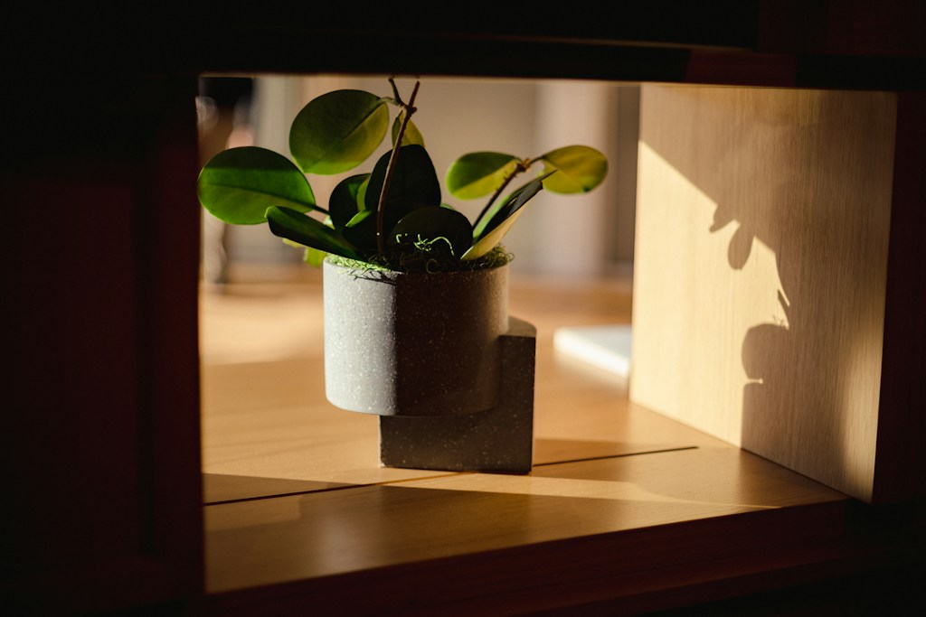 Planta de Interior
