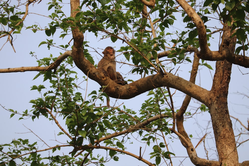 a monkey sitting on a tree branch in a tree