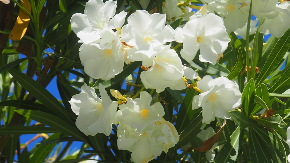 a bunch of white flowers that are on a tree