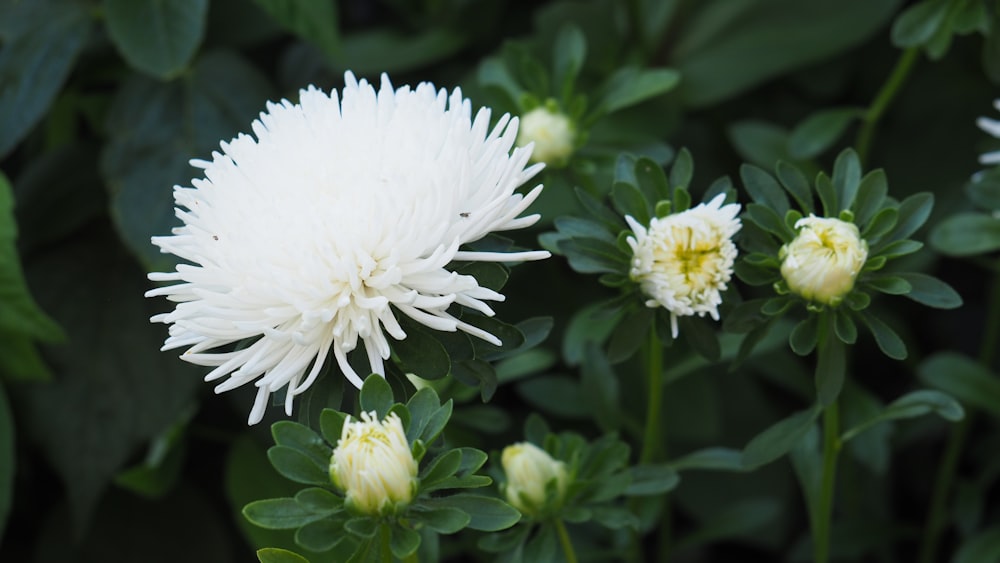 a close up of a white flower surrounded by green leaves