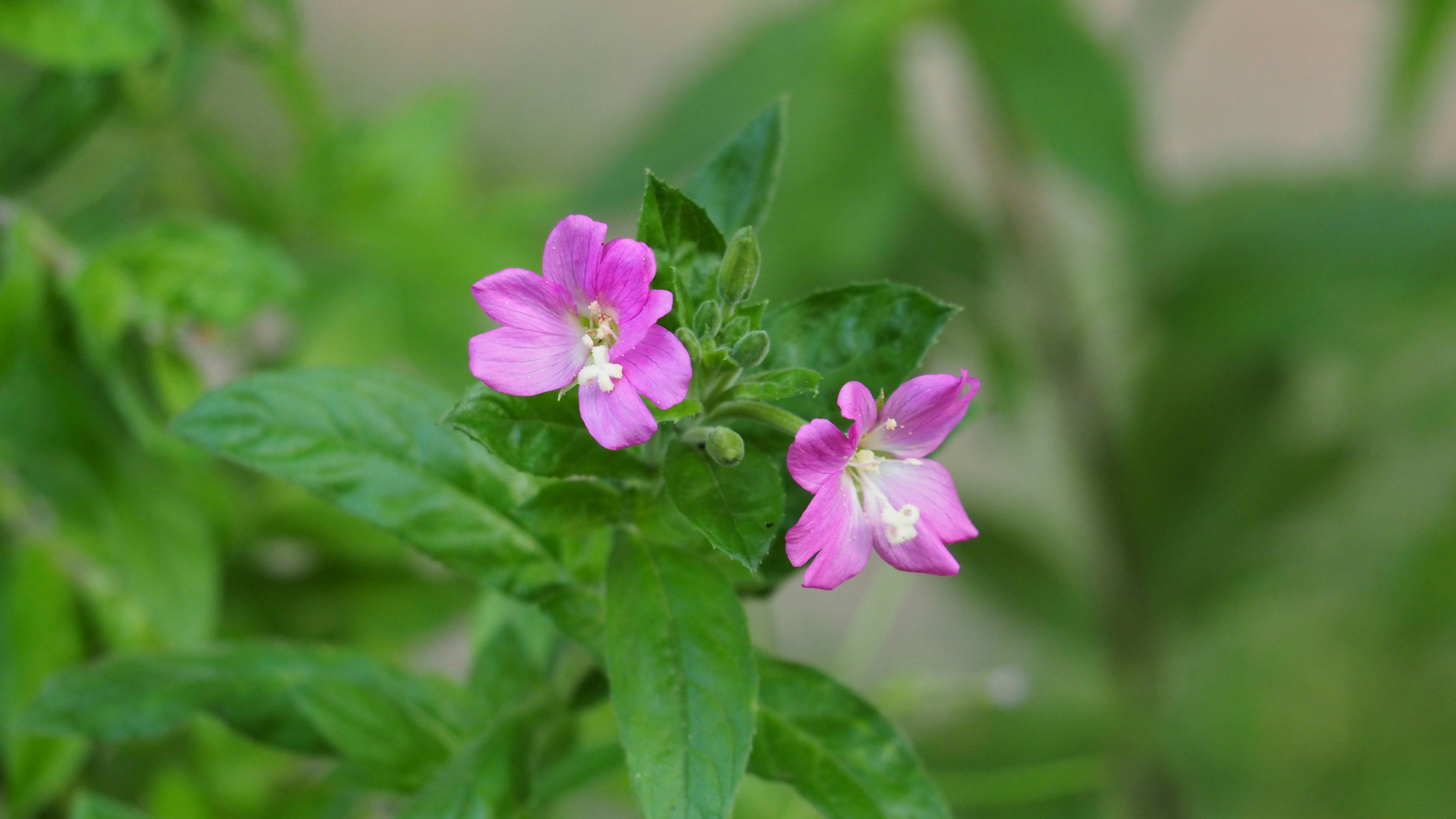 a close up of a pink flower with green leaves