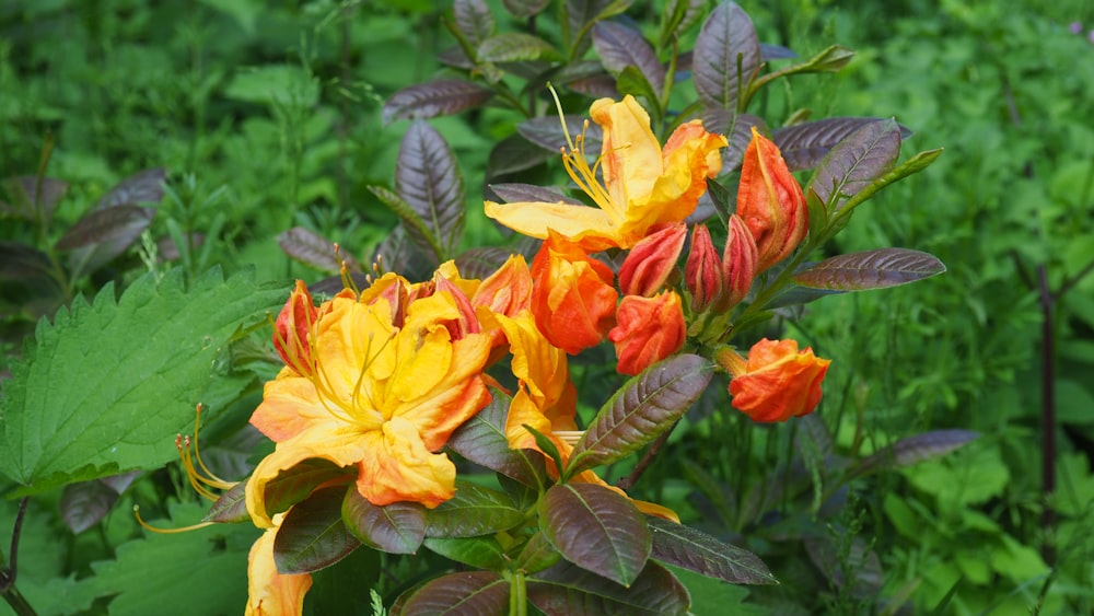 a bunch of flowers that are in the grass