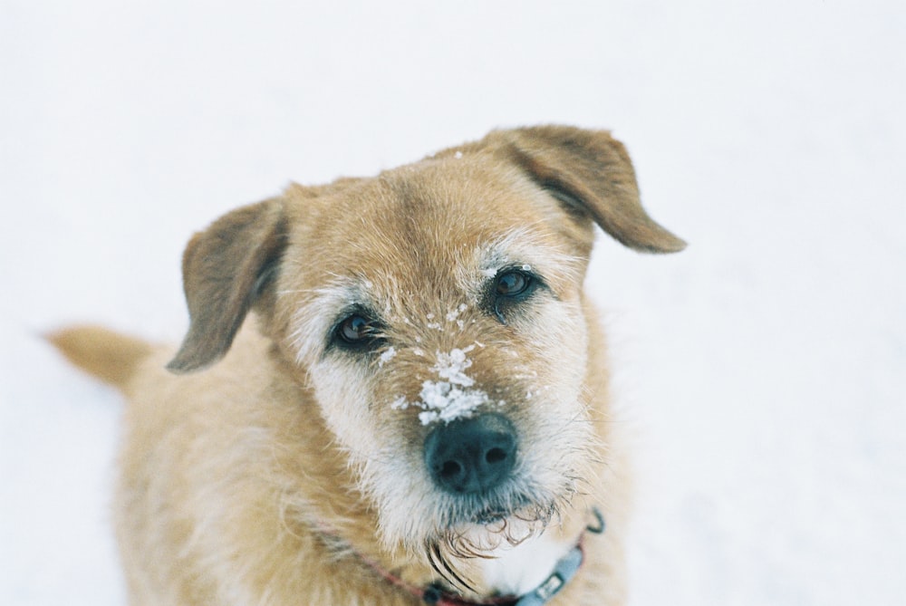 a brown dog standing in the snow looking at the camera